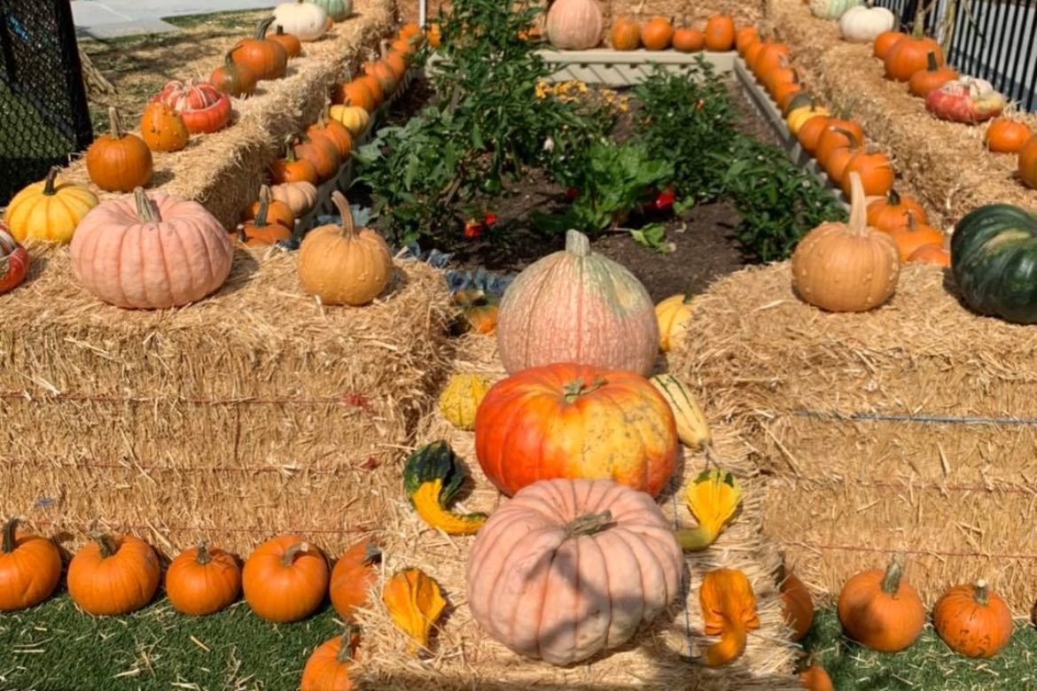 Halloween punkin patch