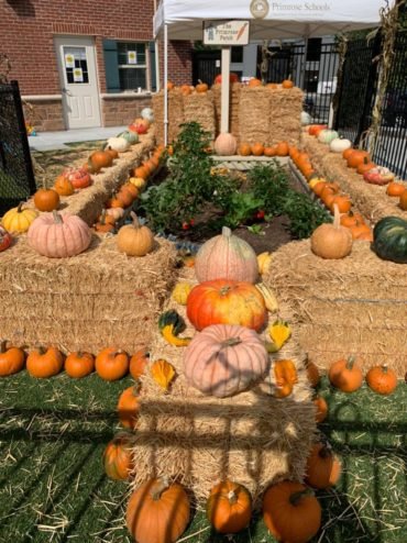 Halloween punkin patch