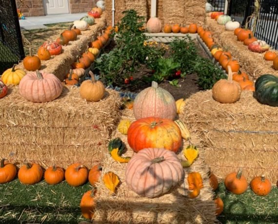 Halloween punkin patch