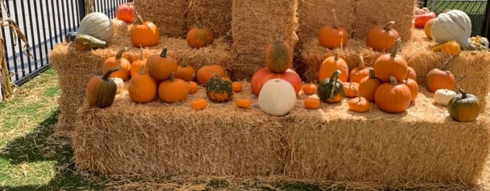 Halloween punkin patch